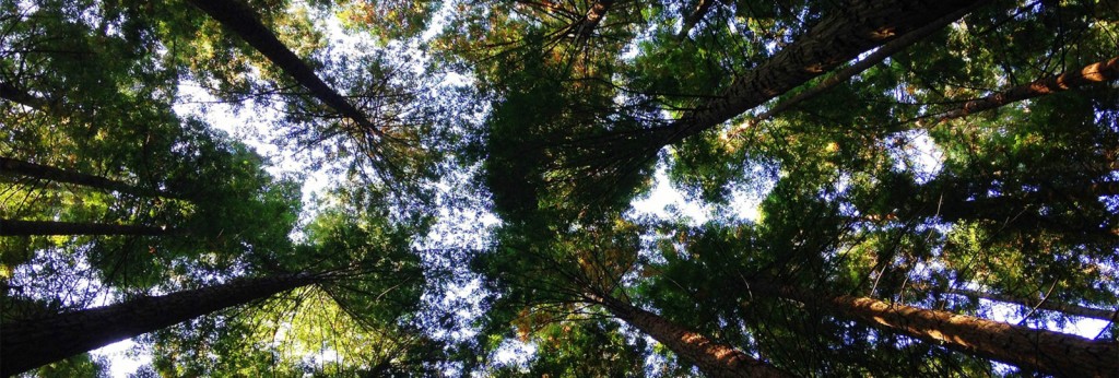 Capilano Highlands